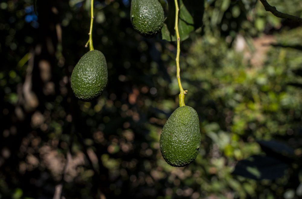 FINCA LOS PEPONES_MARÍA_edu rosa_100